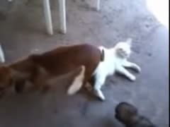 Wild zoophilia porn flick features a big dog with his 10-Pounder embedded in nice white cat